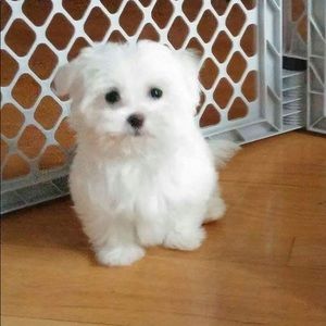 Meet your Posher, Vivian